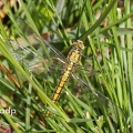 Black-tailed Skimmer (Orthetrum cancellatum) Alan Prowse